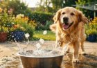 9 Critical Heatstroke in Dogs Symptoms to Save Your Pet's Life