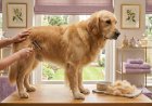Pro Secrets: How to Groom a Golden Retriever at Home Safely 2026