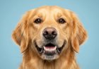 The Professional Guide to Clean Dog Teeth at Home: 11 Steps to Kill Bad Breath & Prevent Decay