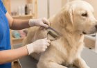 The Professional Dematting Guide: 11 Steps to Remove Dog Mats Without Hurting Your Pet