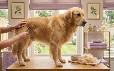 Pro Secrets: How to Groom a Golden Retriever at Home Safely 2026