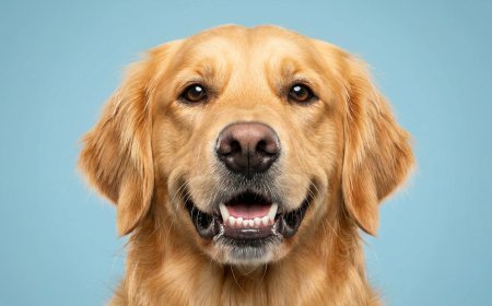 The Professional Guide to Clean Dog Teeth at Home: 11 Steps to Kill Bad Breath & Prevent Decay