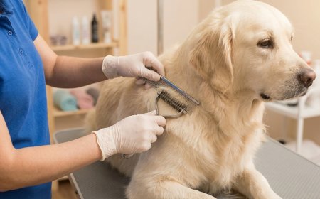 The Professional Dematting Guide: 11 Steps to Remove Dog Mats Without Hurting Your Pet