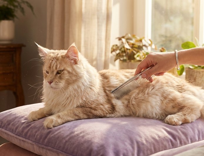 The Master Guide: How to Groom a Long Haired Cat Without Stress 2026