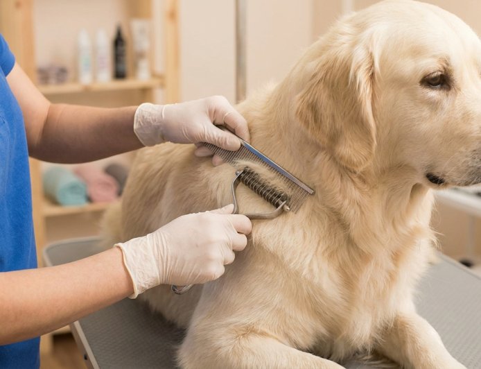 The Professional Dematting Guide: 11 Steps to Remove Dog Mats Without Hurting Your Pet