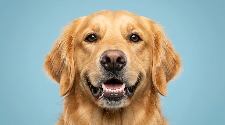 The Professional Guide to Clean Dog Teeth at Home: 11 Steps to Kill Bad Breath & Prevent Decay