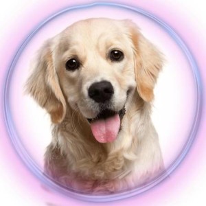 Picture of POMPETS