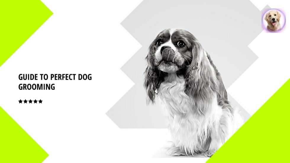 A Guide To A Perfect All Breed Dog Grooming 2021 Read Now