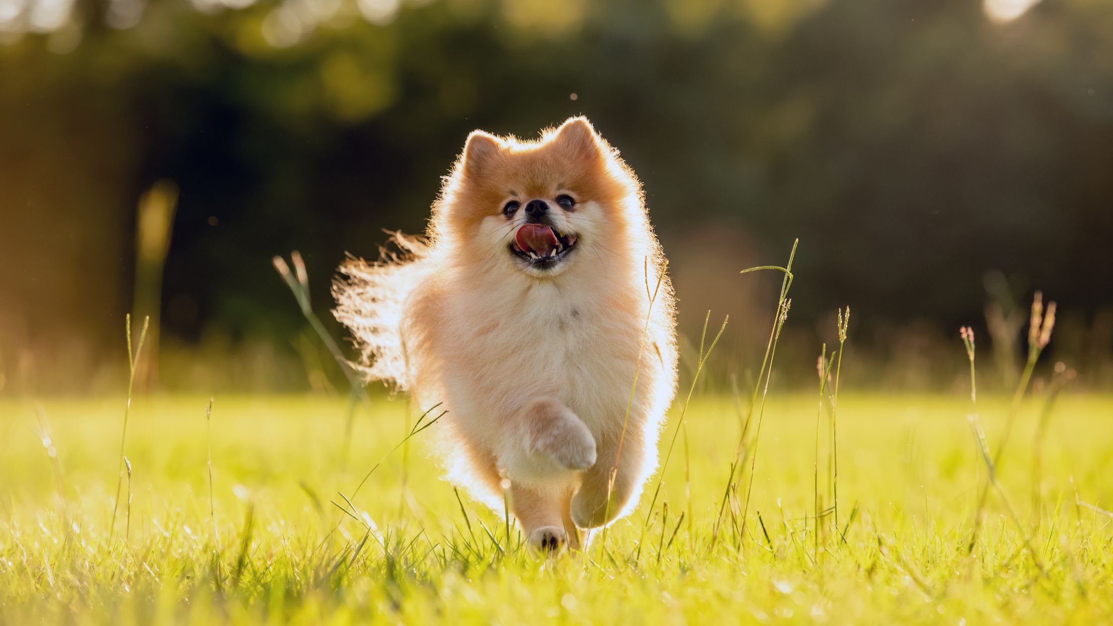 Pomeranian Dog Price In Vadodara Best Blog. 2023