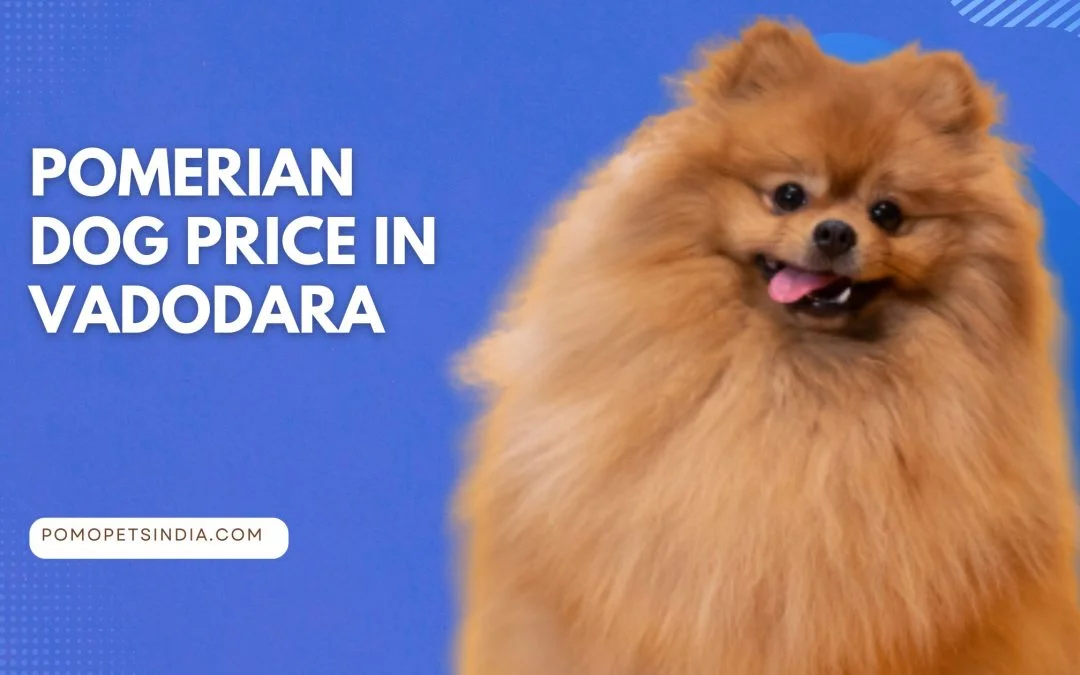 Pomeranian Dog Price in Vadodara