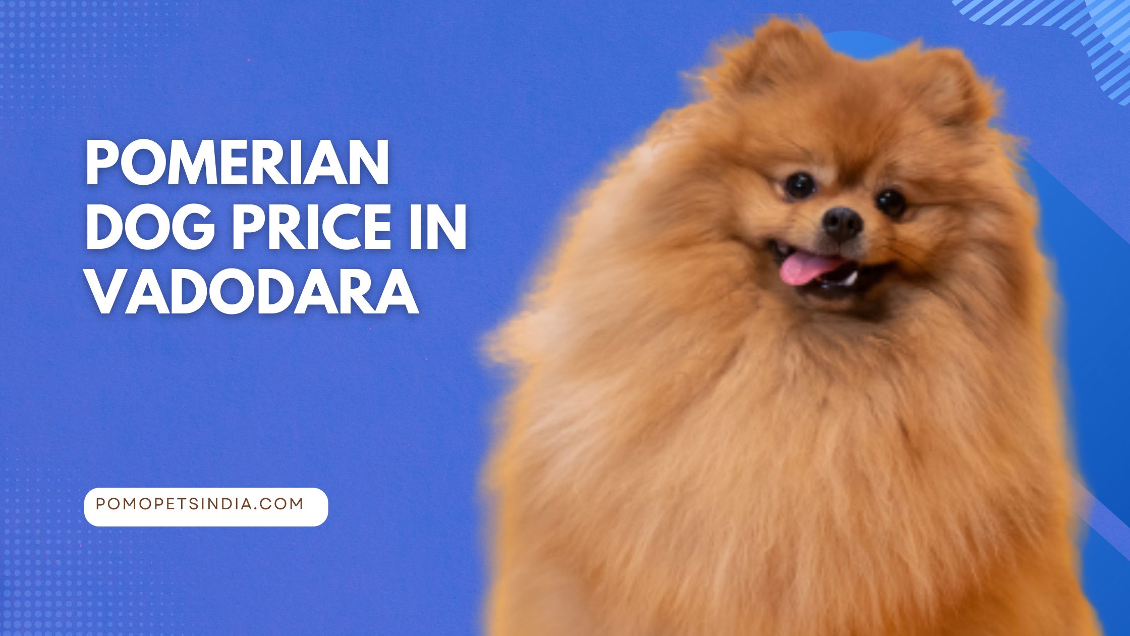 Pomeranian Dog Price In Vadodara Best Blog. 2023