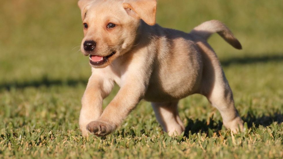 Labrador Dog Price In India Great Breed 2022