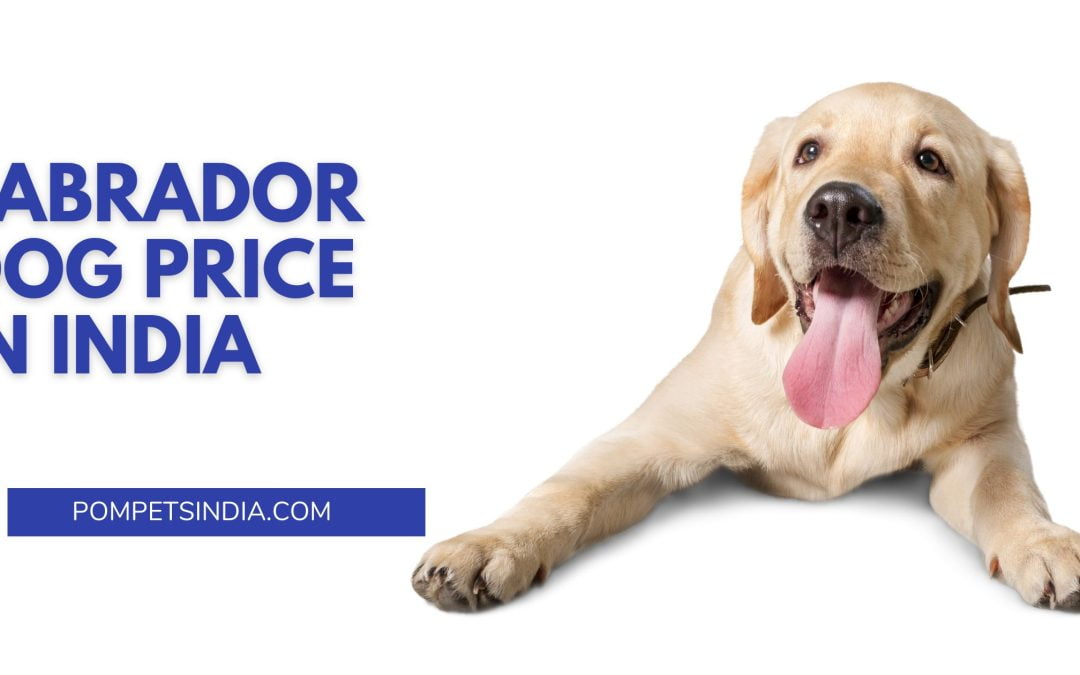 Labrador dog price in India in 2023