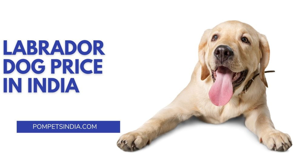 Labrador Dog Price In India Great Breed 2022