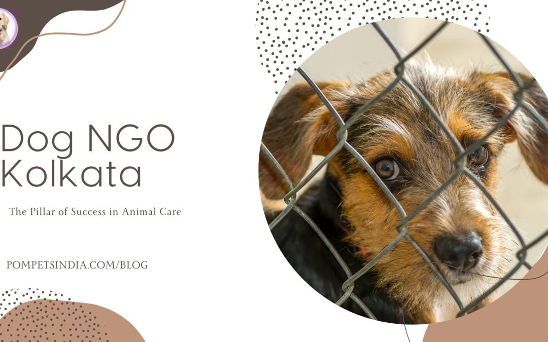 Dog NGO Kolkata
