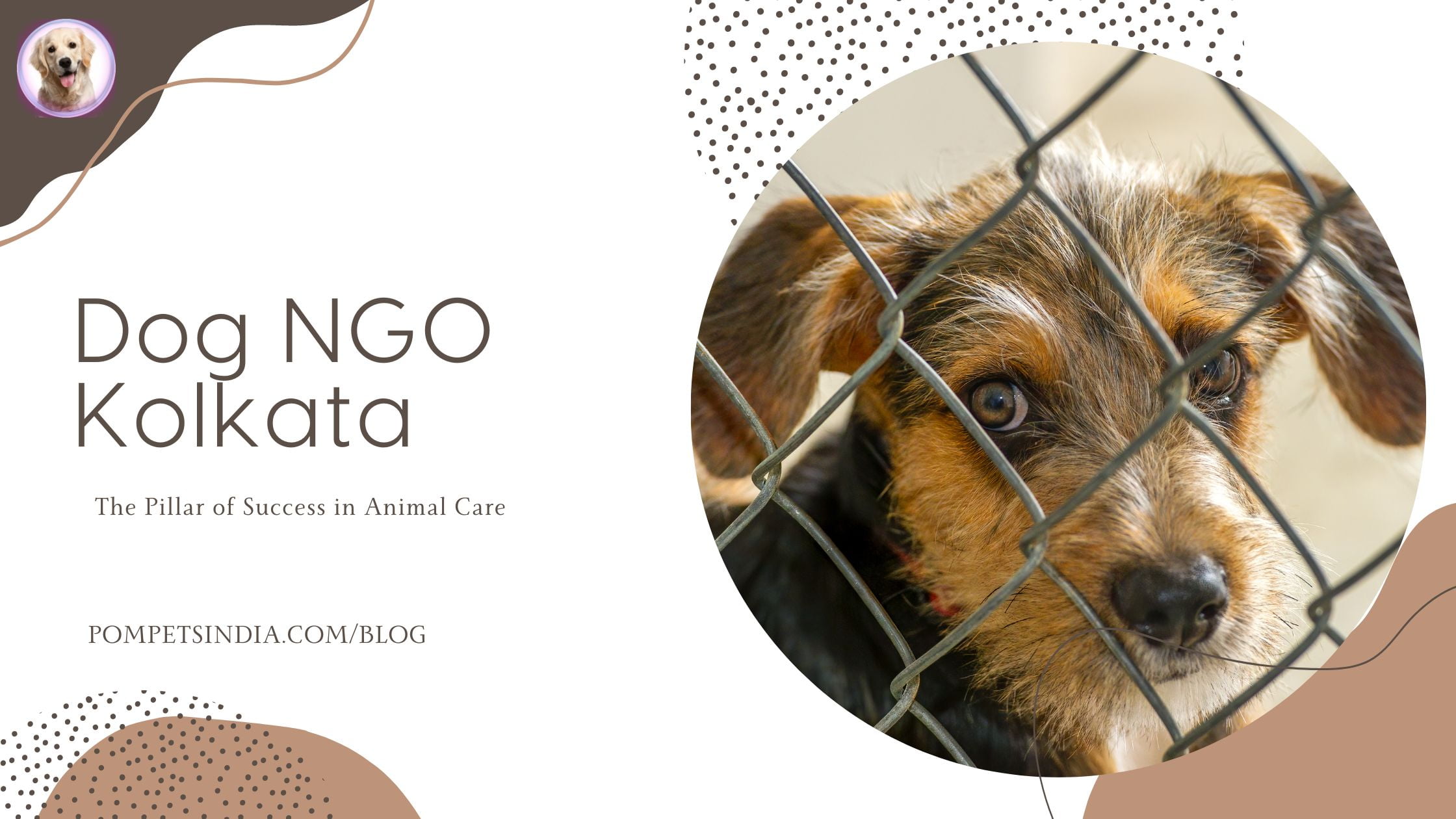 Dog NGO Kolkata - The Pillar Of Success In Animal Care -