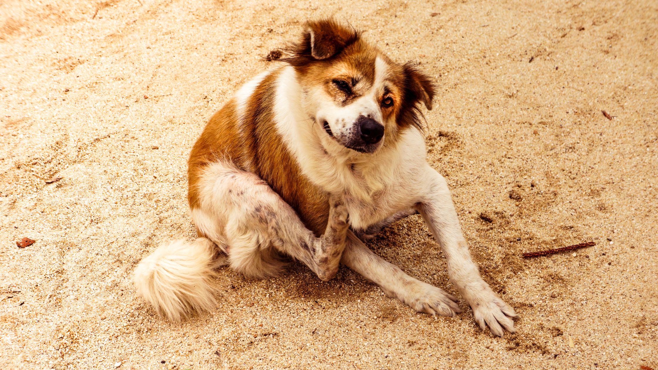 LowShedding Dog Breeds Undeniable Easier Grooming 2023