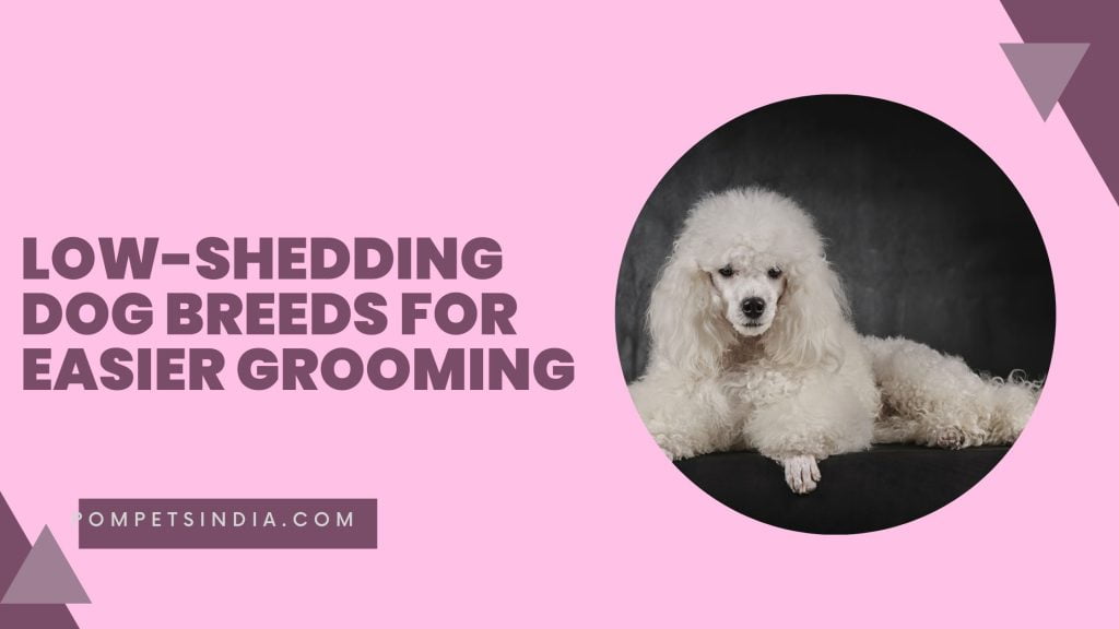 LowShedding Dog Breeds Undeniable Easier Grooming 2023