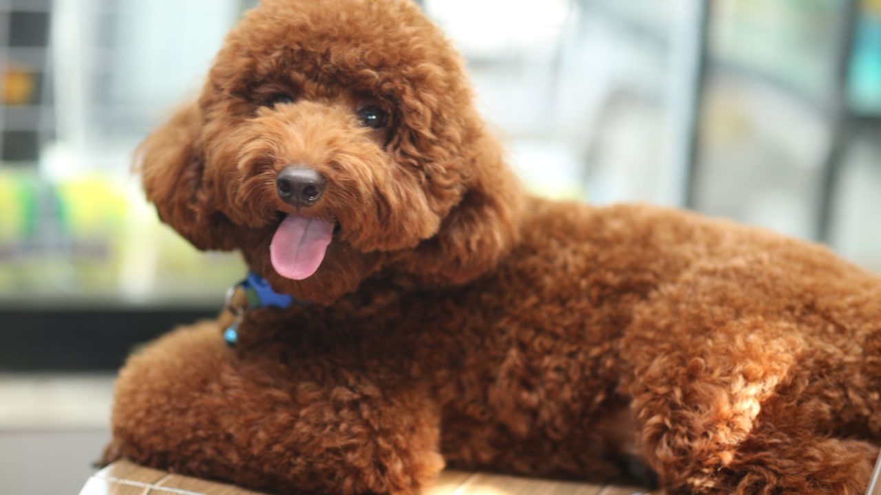 LowShedding Dog Breeds Undeniable Easier Grooming 2023