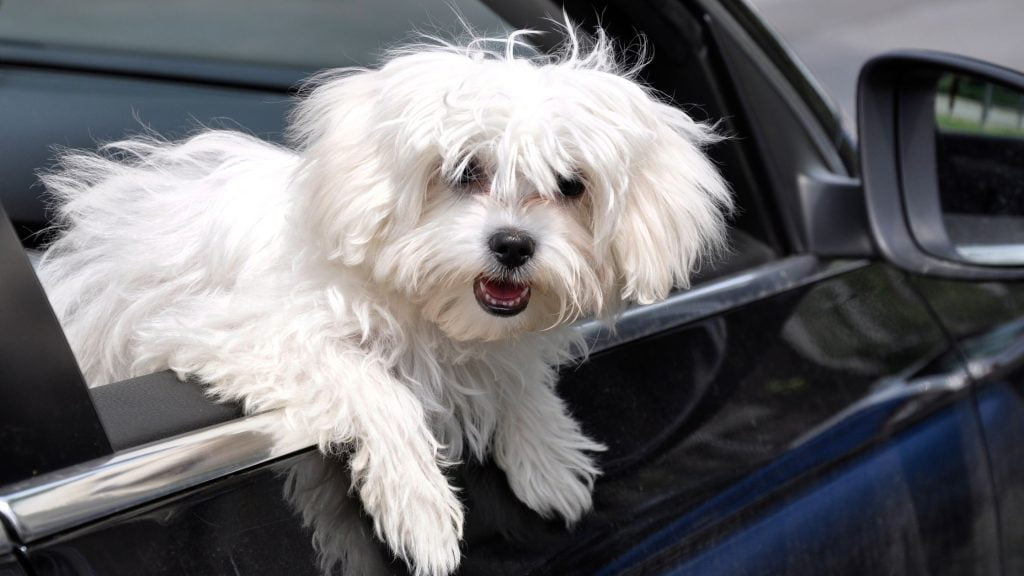 LowShedding Dog Breeds Undeniable Easier Grooming 2023