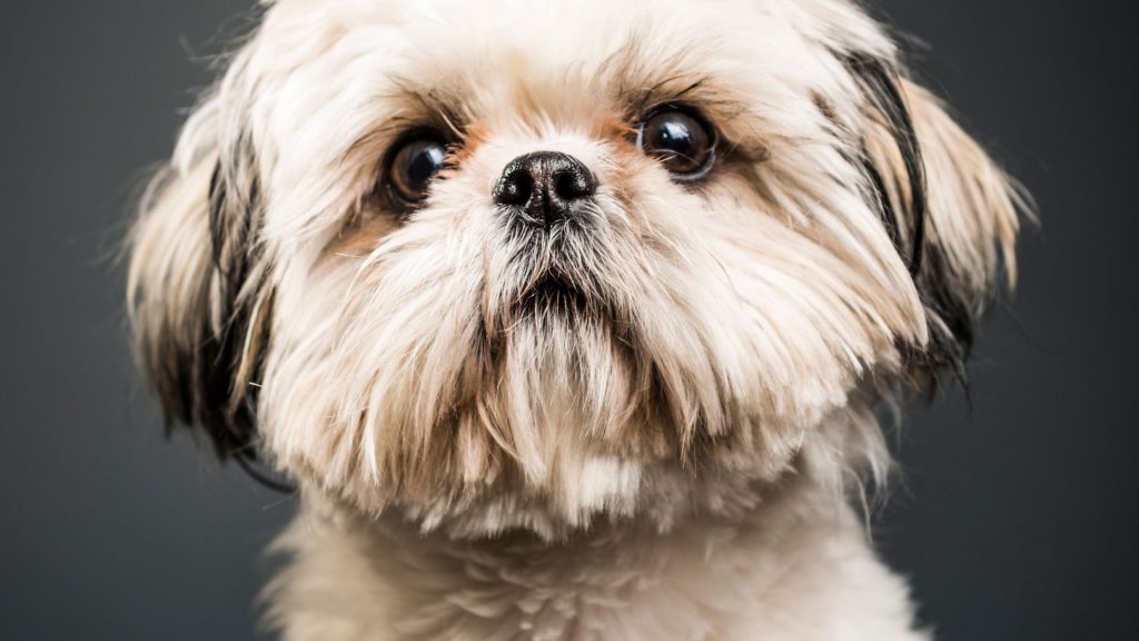 LowShedding Dog Breeds Undeniable Easier Grooming 2023