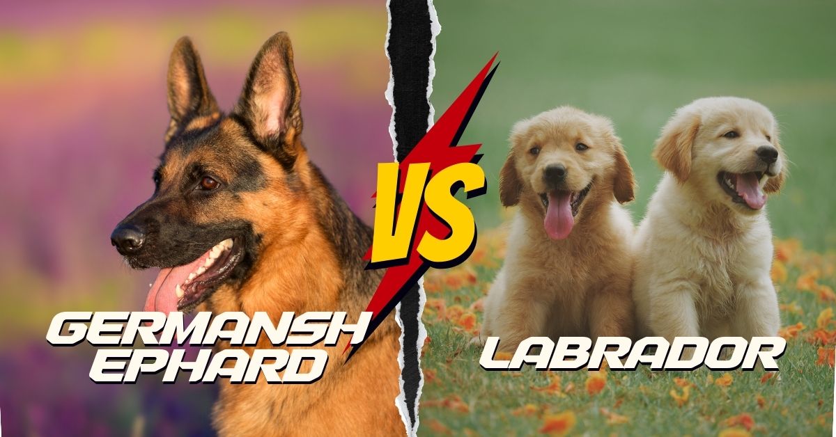 German shepherd vs Labrador retriever