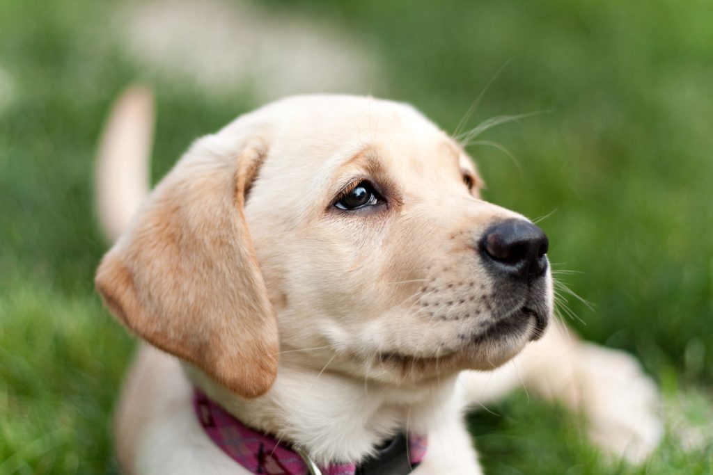 Labrador Dog Price In India 2024 Essential Info You Need