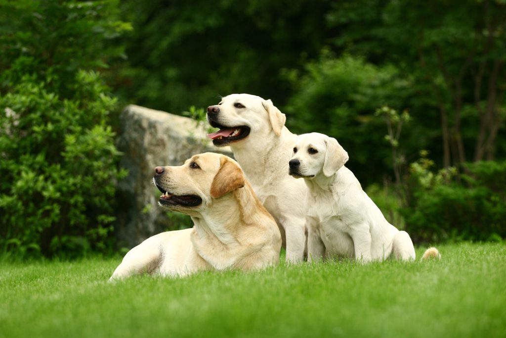 Labrador Dog Price In India 2024 Essential Info You Need