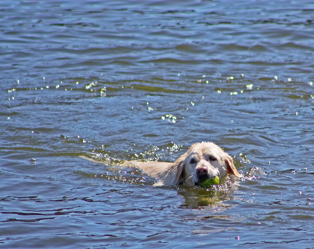 Labrador Dog Price In India In 2024 Never Miss And Must Learn