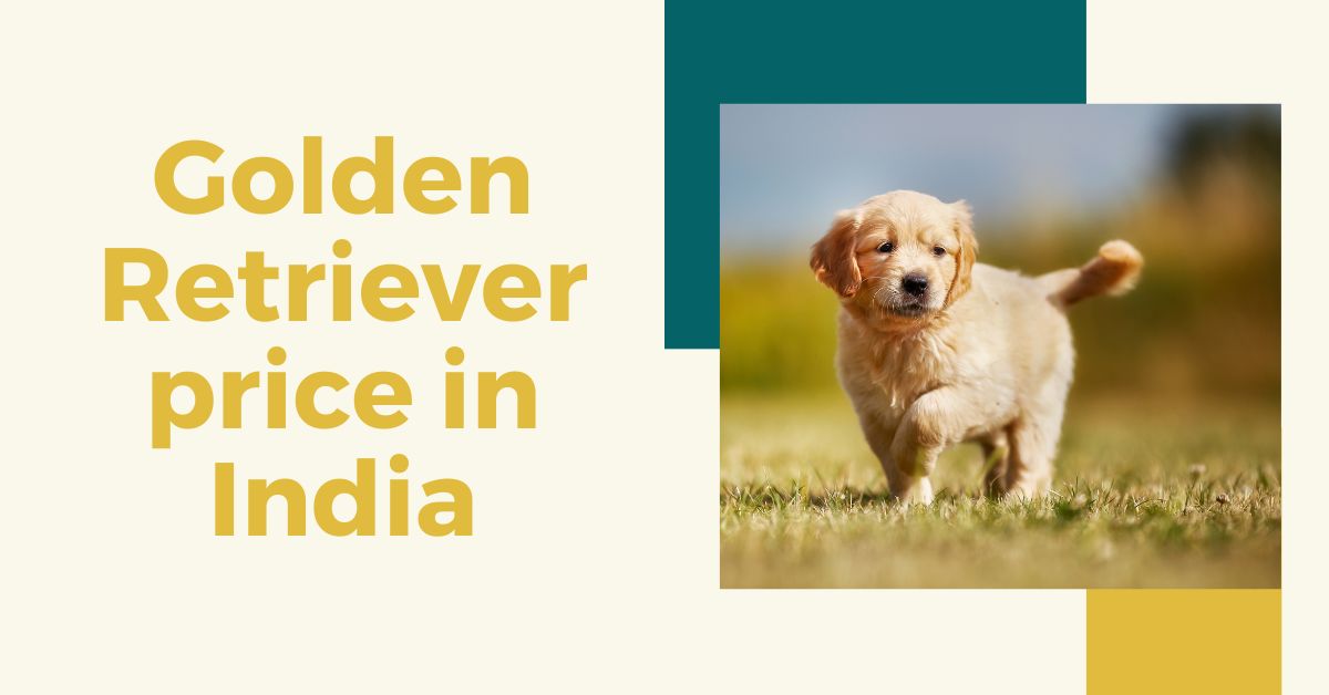 Golden Retriever Price in India