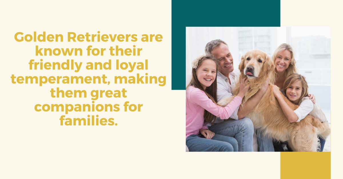 Golden Retriever Care: Grooming & Feeding