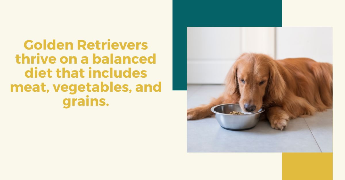 Golden Retriever Care: Grooming & Feeding