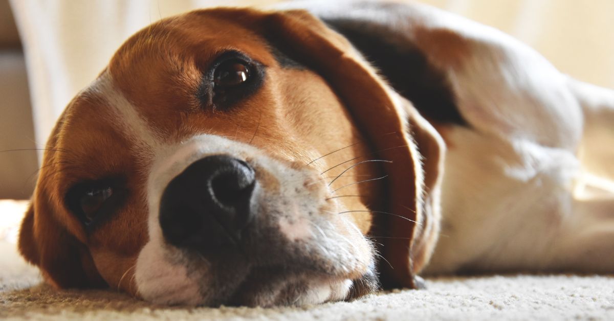 Adaptability of Beagle: Are They Right for Your Lifestyle?