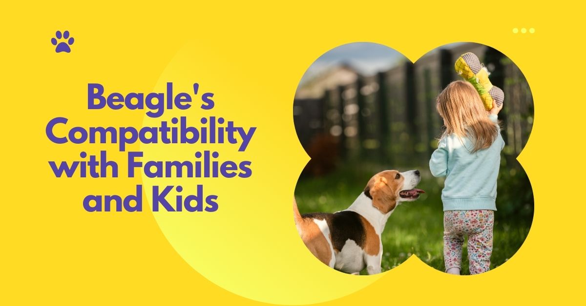 Beagle's Compatibility with Families and Kids