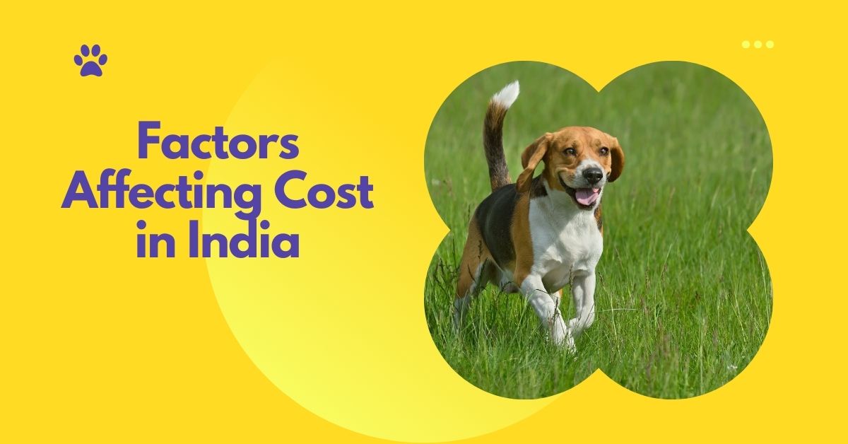 Beagle Dog Price in India: Factors Affecting Cost in India