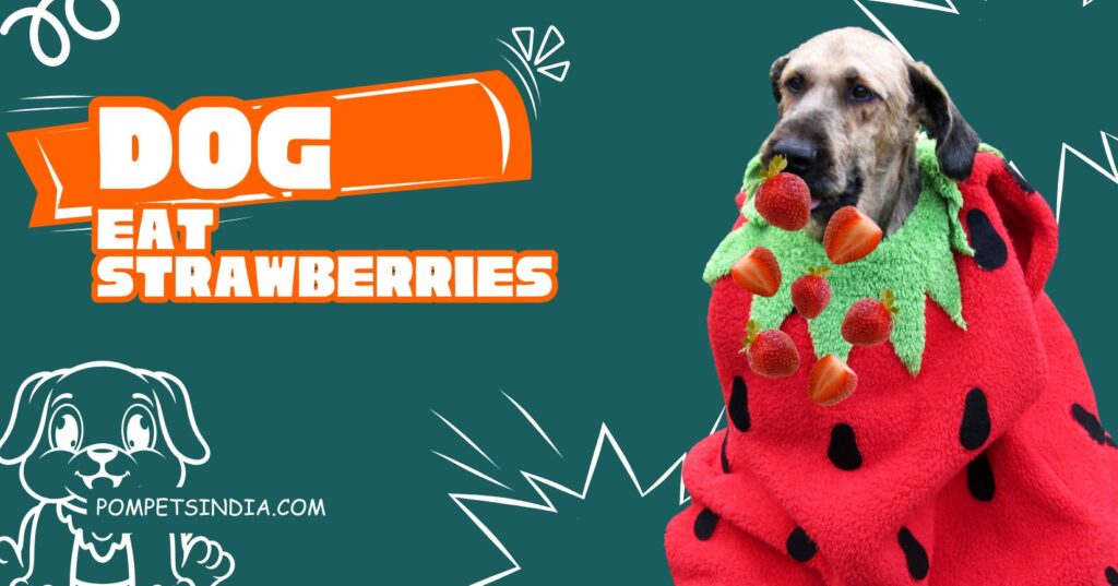 Dog Eat Strawberries