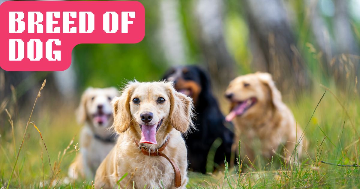 Factors Influencing the Cost of Dog Grooming in Vadodara