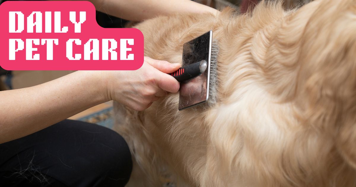 Tips to Make Dog Grooming More Affordable