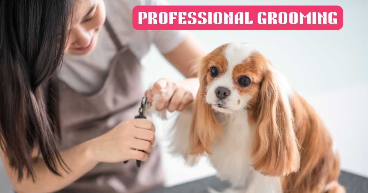 What to Look for in a Dog Grooming Salon in Vadodara