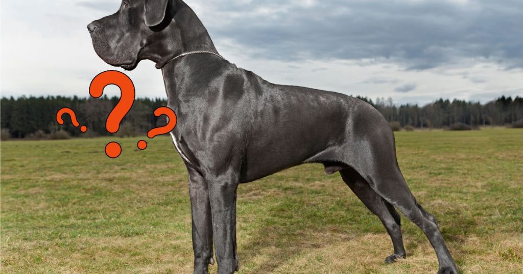 Great Dane - who they are?