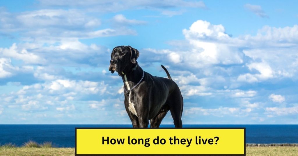 Great Dane Life