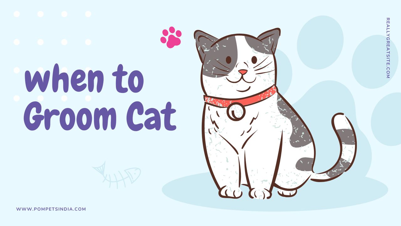 How Often to Groom Your Cat?